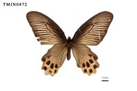 藏品(曙鳳蝶)的圖片